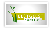 Elstgeest young plants